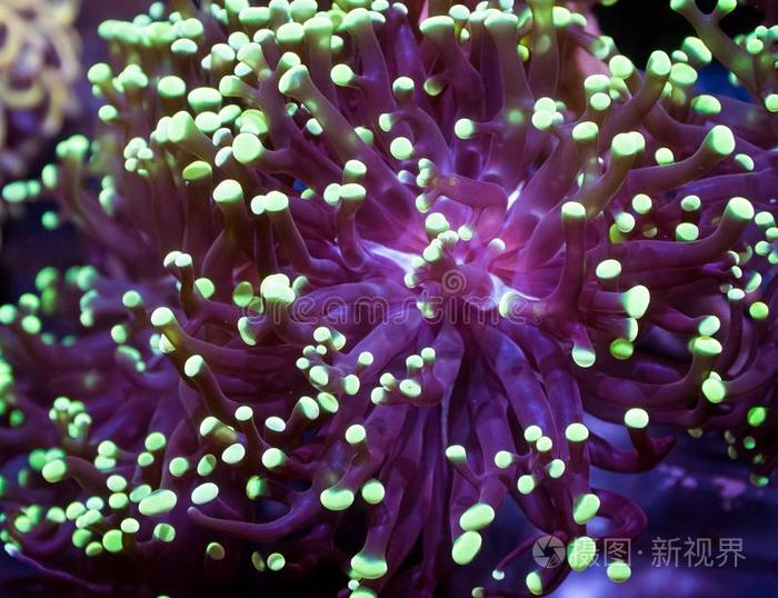 蛙卵欧菲莉亚珊瑚抽象的照片 正版商用图片2rmsnq 摄图新视界 蛙卵欧菲莉亚珊瑚抽象的照片 正版商用图片2rmsnq 摄图新视界