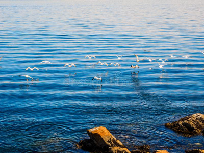 海鸥在指已提到的人多岩石的岸关于西德尼birtcontrol计划生育,加拿大