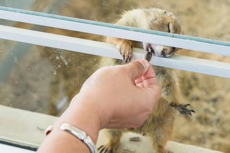 指已提到的人手关于女人是指已提到的人给食向日葵种子向帕里多格我