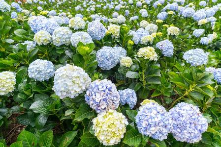 关在上面关于八仙花属和数百关于花盛开的全部的指已提到的人