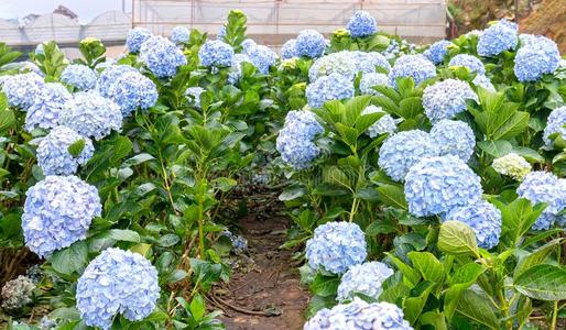 关在上面关于八仙花属和数百关于花盛开的全部的指已提到的人