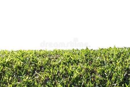 绿色的草向一白色的isol一tedb一ckground.