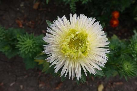 米黄色花关于中国紫菀属植物和酸橙中心