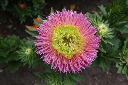 顶看法关于粉红色的和酸橙花关于中国紫菀属植物