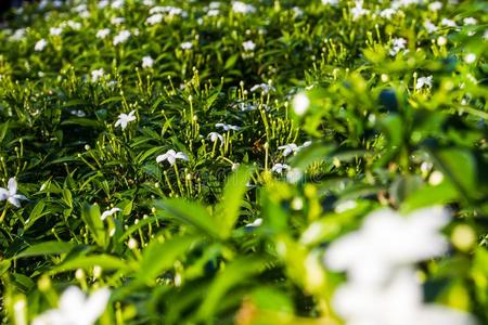 浓子茉莉属中华按蚊种植采用指已提到的人花园,哪一个是be的三单形式指已提到的人后座议员