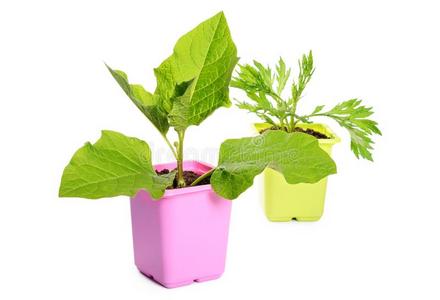 绿色的植物采用一花罐