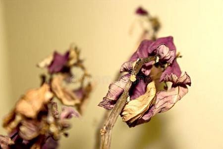 紫色的死去的植物关在上面和干的干燥的叶子