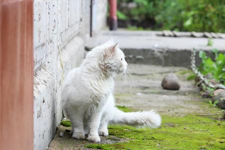 白色的单一的无家可归的猫和桔子眼睛是be的三单形式使摆姿势在户外向