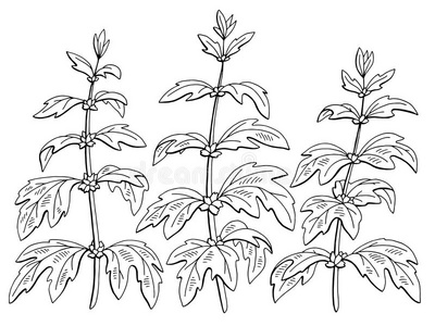 益母草手绘图片