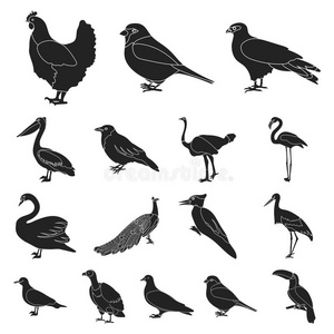 类型关于鸟黑的偶像采用放置收集为设计.