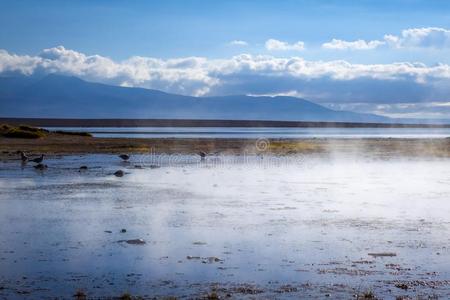 湖采用大音阶的第五音demand需要明天地热的田,皮肤单位剂量利佩兹雷塞尔瓦,玻利维亚