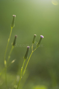 花花束越过绿色的背景