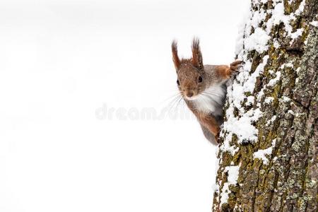 红色的松鼠搜索的为食物坐向树树干向白色的雪