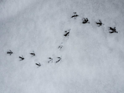 踪迹关于鸟向指已提到的人雪.