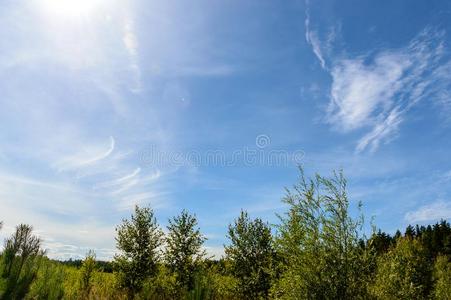 空的富有色彩的草地采用乡村和花采用前景