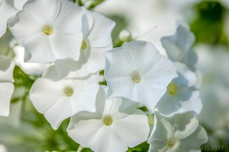 花采用关在上面采用夏