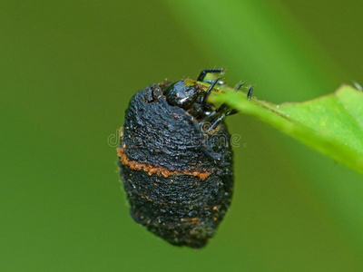 例轴承叶子甲壳虫吃一叶子