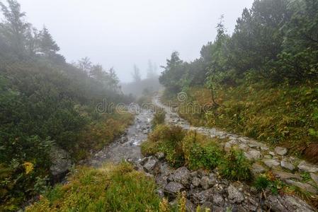 多雾的早晨看法采用湿的mounta采用地区采用斯洛伐克人汽车品牌名称捷克.旅行