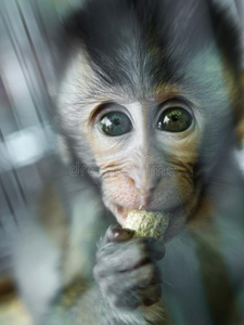 婴儿猴吃花生采用关在上面照片