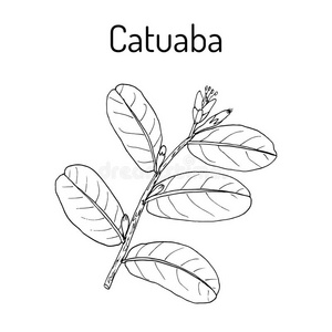 vaccinifolium解说词古柯属vaccinifolium,医学的植物.照片
