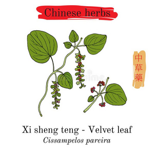 医学的草本植物关于中国.Velvetleaf