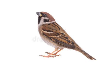 男性的麻雀图片