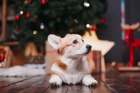 威尔士矮脚狗狗和愉快的圣诞节树