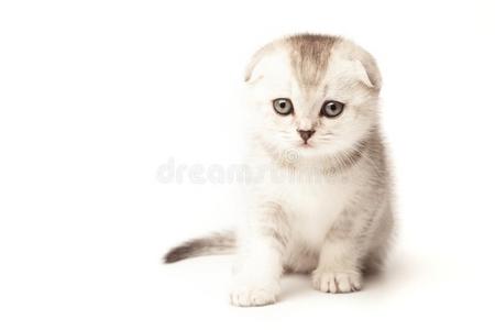 肖像猫,苏格兰的折叠向白色的背景