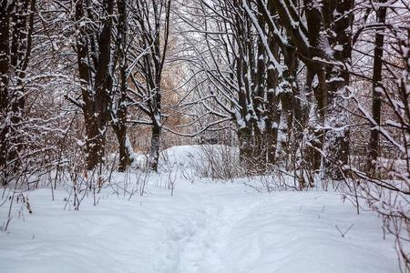 树在下面雪采用指已提到的人w采用ter森林