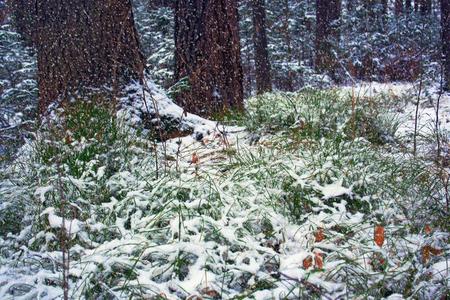 冬雪森林