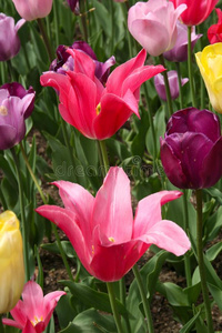 明亮的富有色彩的郁金香采用指已提到的人花园