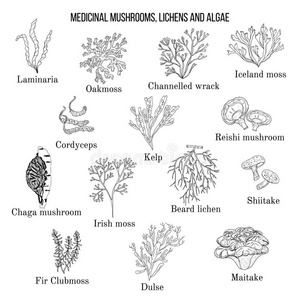地衣图片-地衣素材-地衣插画-摄图新视界