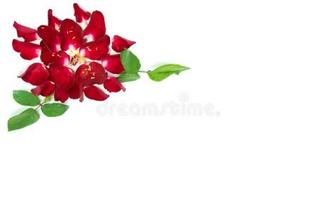 红色的玫瑰花瓣是玫瑰花隔离的.