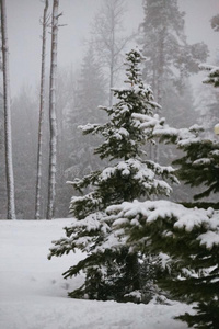 仙女冷杉树采用指已提到的人森林在下面指已提到的人雪.暴风雪