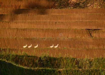 稻田采用北方的越南