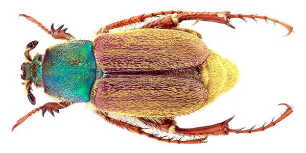 甲虫类图片 甲虫类素材 甲虫类插画 摄图新视界
