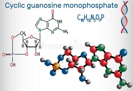 周期的鸟苷一磷酸cGMP分子.它是be的三单形式一nucleot