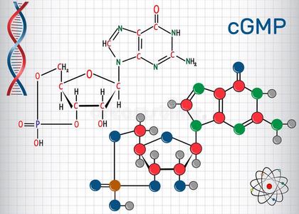 周期的鸟苷一磷酸cGMP分子.纸关于纸