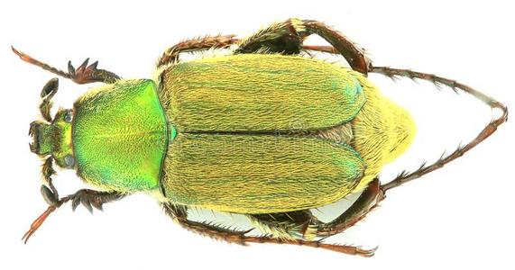 甲虫类图片 甲虫类素材 甲虫类插画 摄图新视界