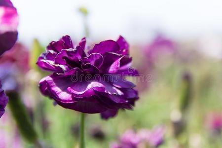 紫色的毛茛花