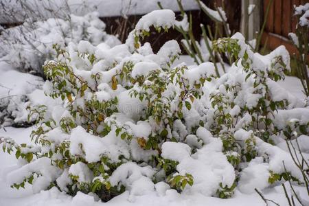 植物大量的采用雪