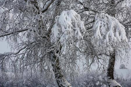 树枝关于桦树采用雪.