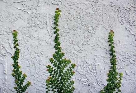 无花果属植物普米拉或爬行无花果向指已提到的人墙