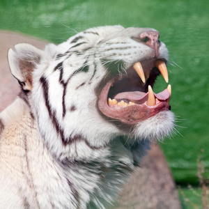 白色的老虎乏味或枯燥的事物和给看他的美丽的强大的长而尖的牙照片