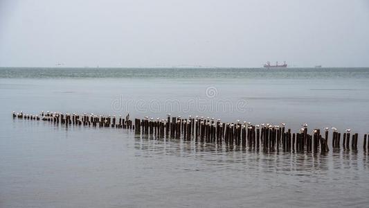 海鸥向防波堤关于指已提到的人黑的海,波蒂,美国佐治亚州