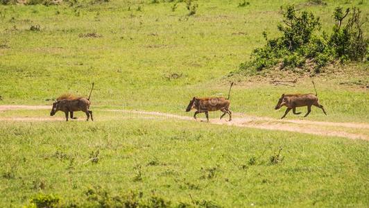 疣猪采用马赛人巴塔哥尼亚野兔自然储备采用肯尼亚