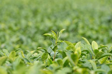 绿色的茶水种植园