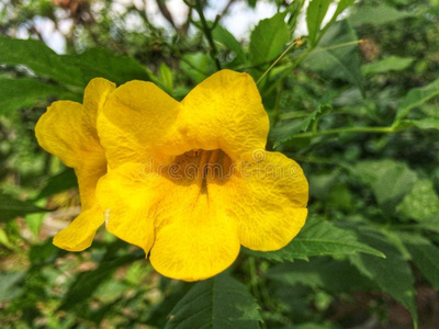 黄色的花采用花园