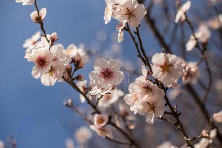 开花杏树树