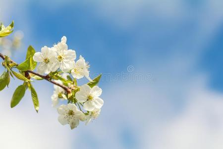 春季背景艺术和白色的樱桃花